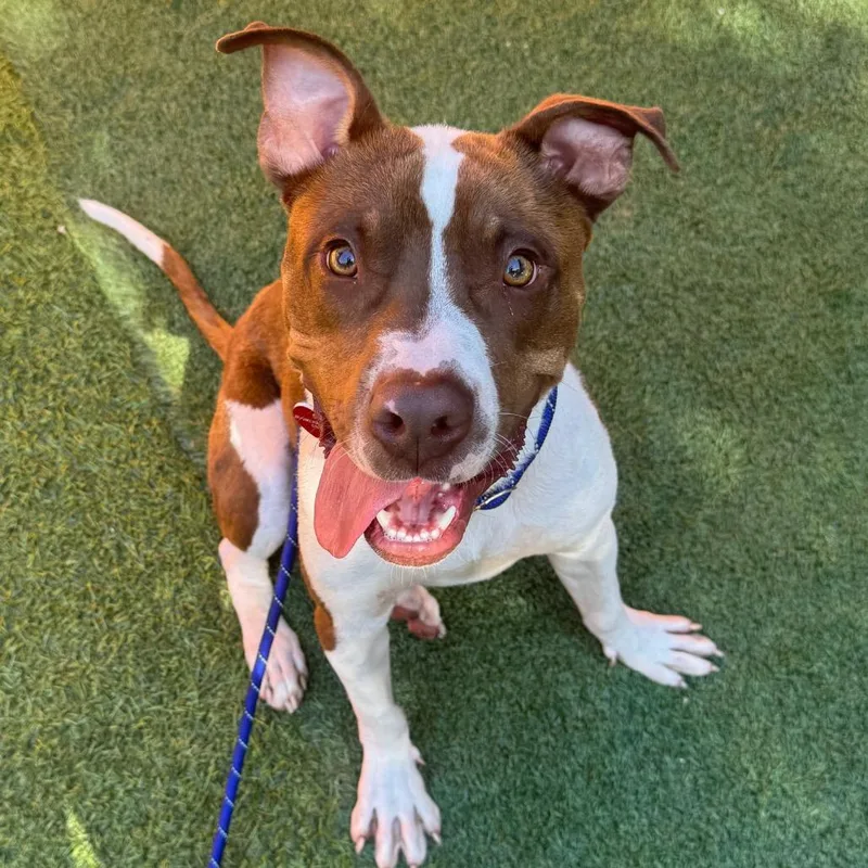 An adult medium-sized male Brown / Chocolate Pit Bull Terrier dog named Eric A for adoption in Mission Hills, CA