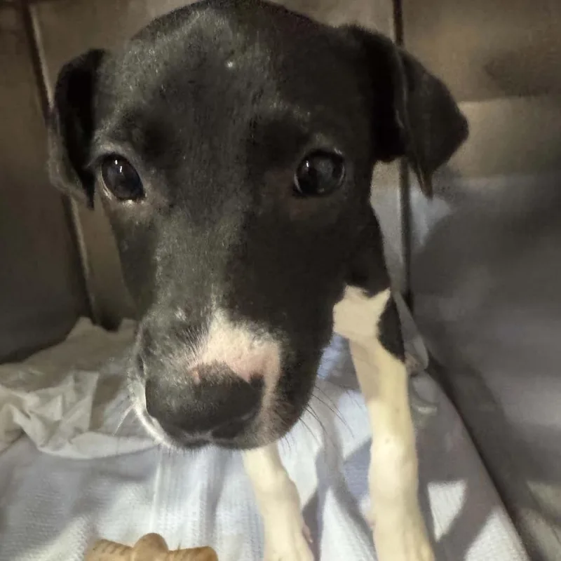 A baby medium-sized female Black Hound dog named Porter for adoption in Seminole, FL