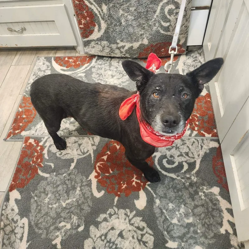 A senior medium-sized female Black Labrador Retriever dog named Hope for adoption in Oak Point, TX
