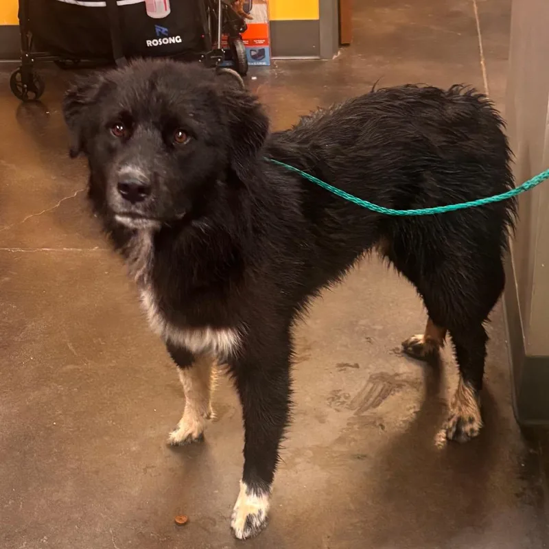 A young medium-sized male Black Great Pyrenees dog named Branden for adoption in Norman, OK