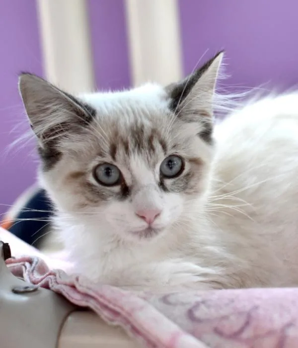 A young medium-sized male Tabby (Gray / Blue / Silver) Domestic Short Hair cat named Messi for adoption in Marietta, GA