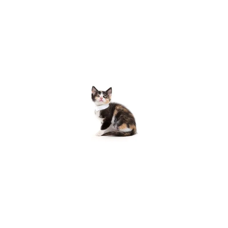 A baby small-sized female Calico Domestic Short Hair cat named Butter for adoption in Playa Vista, CA