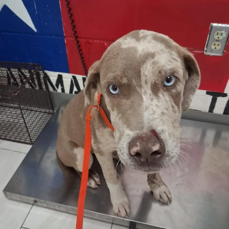 A young medium-sized male Gray / Blue / Silver Catahoula Leopard Dog dog named Kolby for adoption in Lufkin, TX