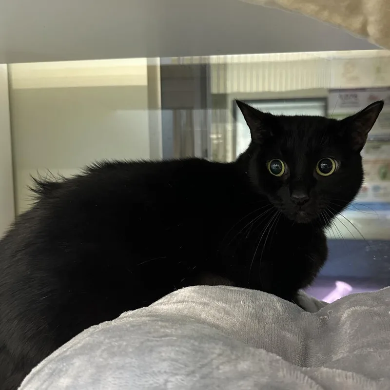 An adult large-sized female Black Domestic Short Hair cat named Pocus for adoption in League City, TX