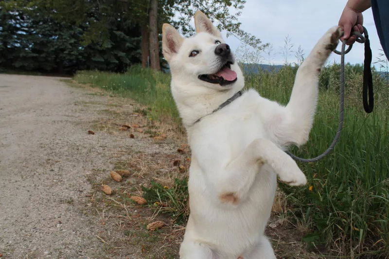 An adult medium-sized male Mixed Breed dog named Frosty for adoption in McCall, ID
