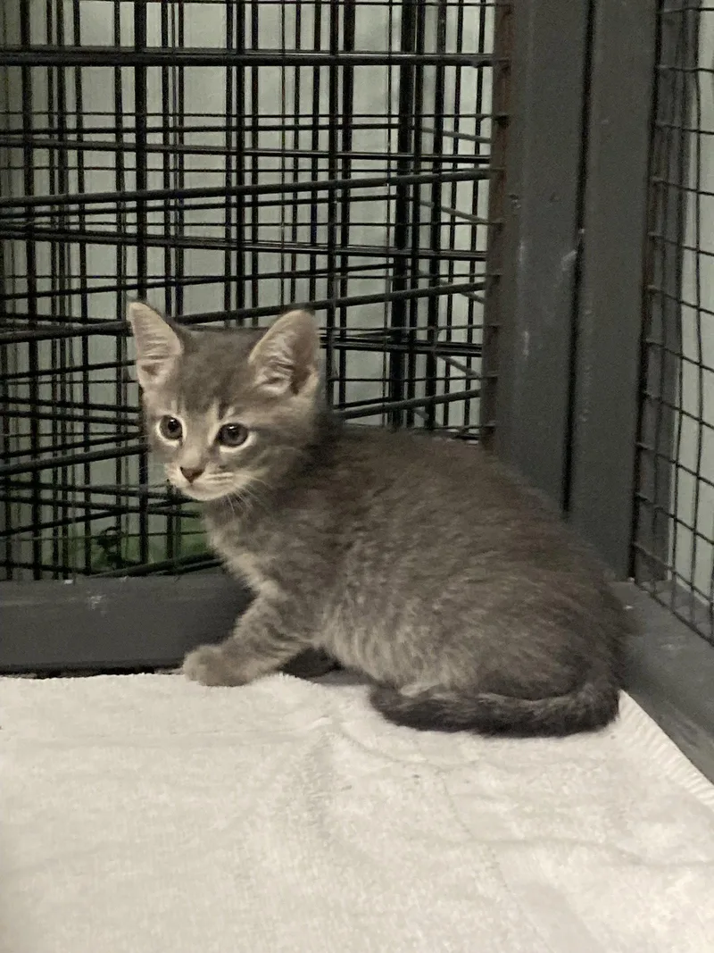 A baby small-sized male Tabby (Gray / Blue / Silver) Tabby cat named Bart for adoption in Stone Mountain, GA