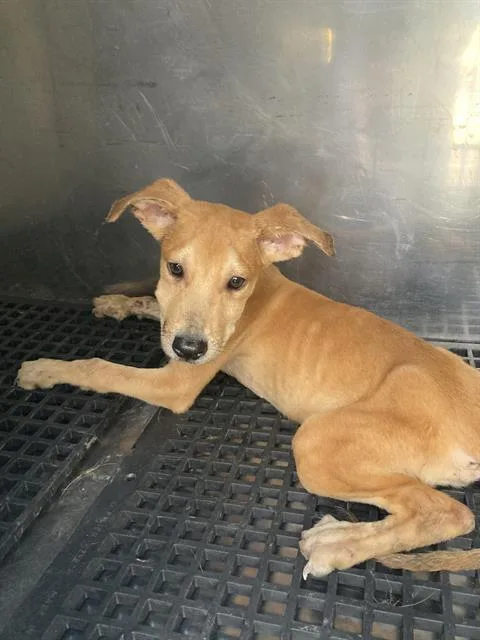 A baby medium-sized male Mixed Breed dog named Skipper for adoption in Dallas, TX