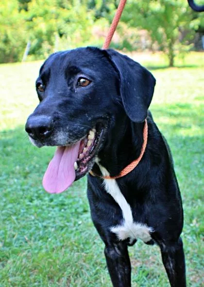 An adult large-sized female Labrador Retriever dog named Anya for adoption in Morton Grove, IL