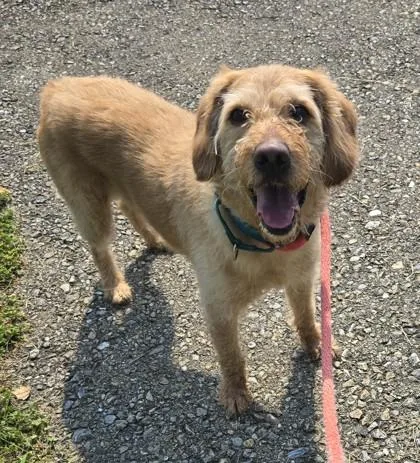 An adult medium-sized male Labradoodle dog named Lion for adoption in Philadelphia, PA