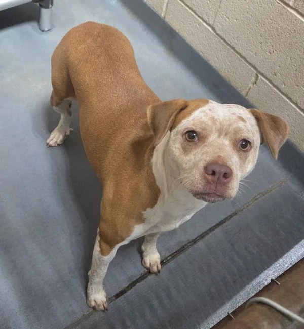 An adult large-sized female Pit Bull Terrier dog named Penny for adoption in Dallas, GA
