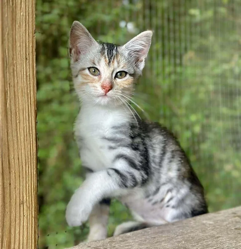 A baby small-sized female Domestic Short Hair cat named Jaya for adoption in Groveland, MA