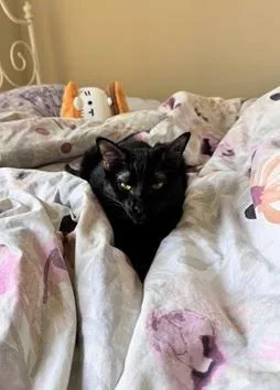 A young medium-sized female Black Domestic Short Hair cat named Lizzie for adoption in San Francisco, CA