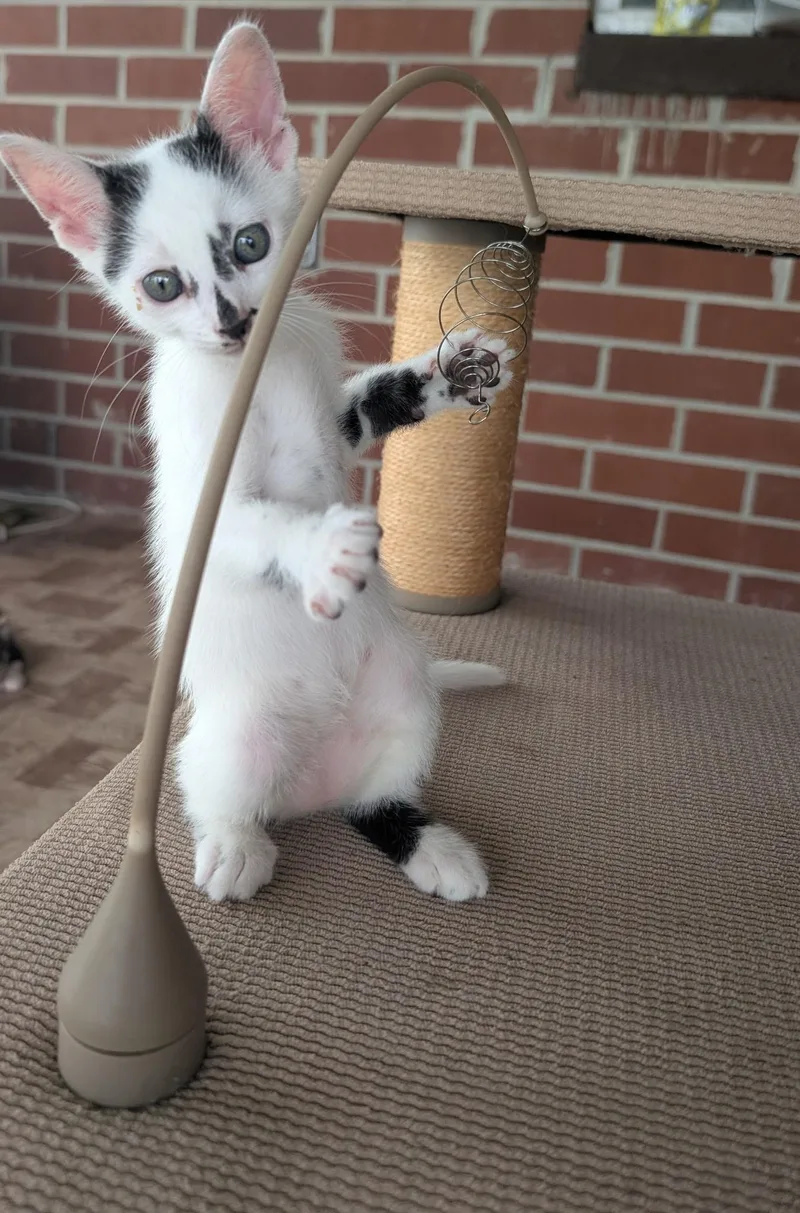 A baby medium-sized male American Shorthair cat named Weezer for adoption in Elgin, SC