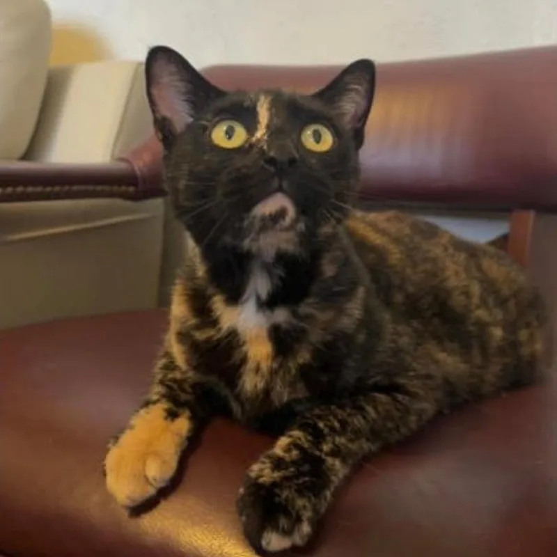 A young medium-sized female Tortoiseshell Domestic Short Hair cat named Haley for adoption in Warr Acres, OK