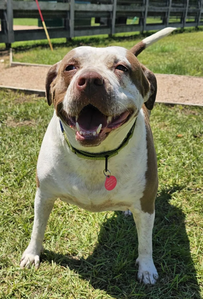 An adult large-sized female Apricot / Beige American Bully dog named Lucy for adoption in Houston, TX