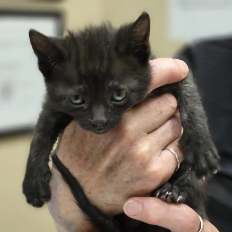 A baby small-sized male Black Domestic Short Hair cat named Dan for adoption in Wickenburg, AZ