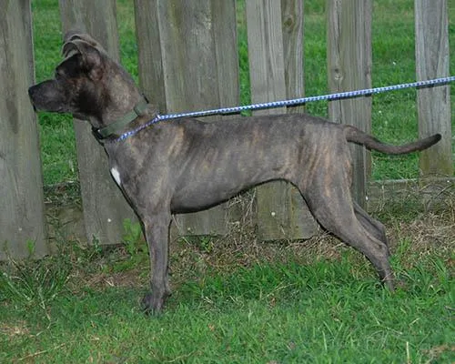A young medium-sized female American Staffordshire Terrier dog named Opal for adoption in Lake Wylie, SC