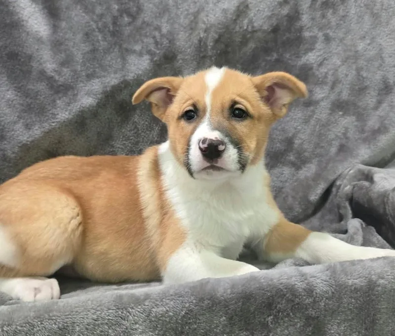 A baby medium-sized male Mixed Breed dog named Chandler for adoption in Othello, WA
