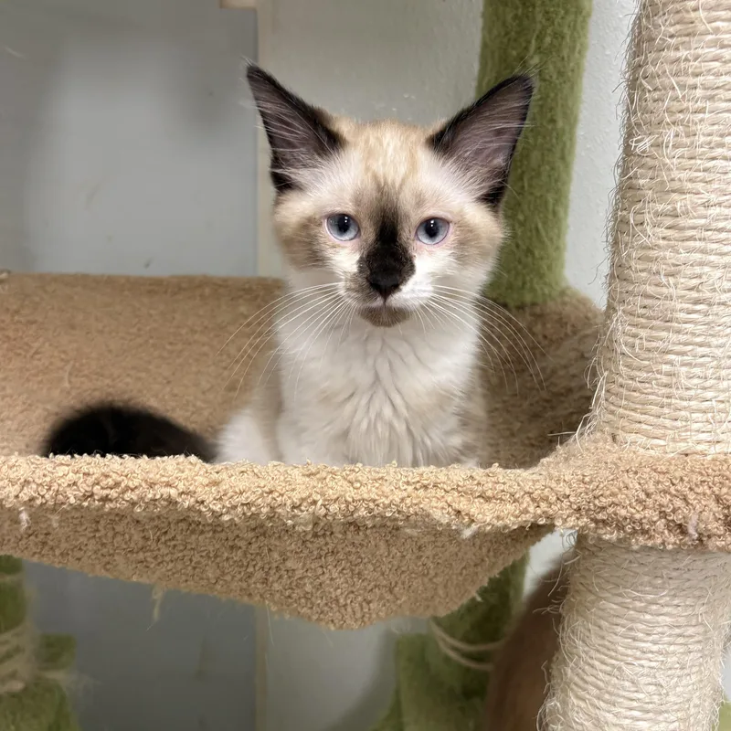 A baby small-sized male Siamese cat named Harmony for adoption in North Arlington, NJ
