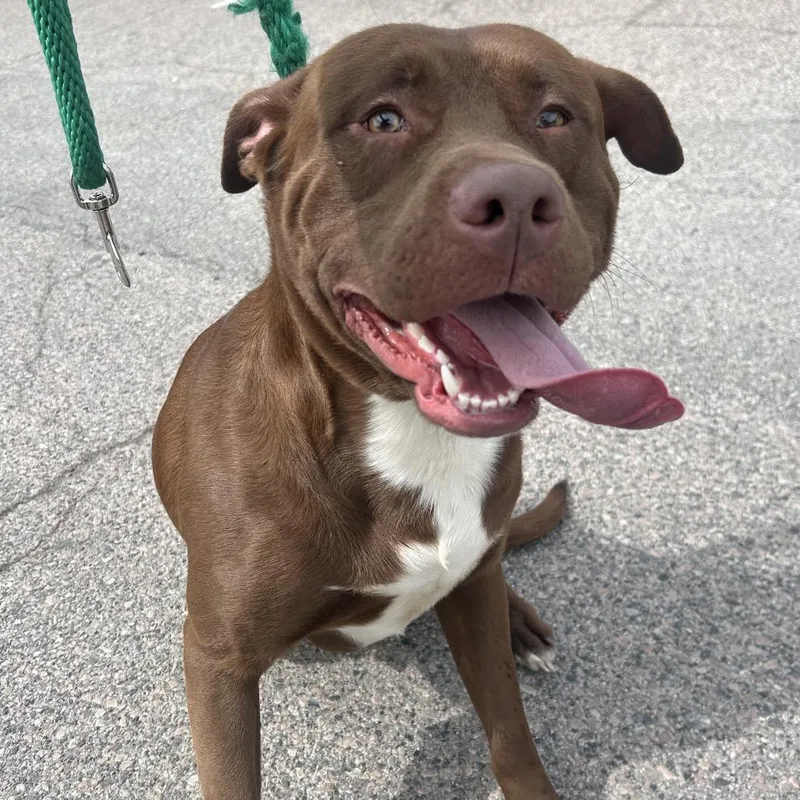 A young large-sized male Brown / Chocolate Mixed Breed dog named Benji R for adoption in Philadelphia, PA