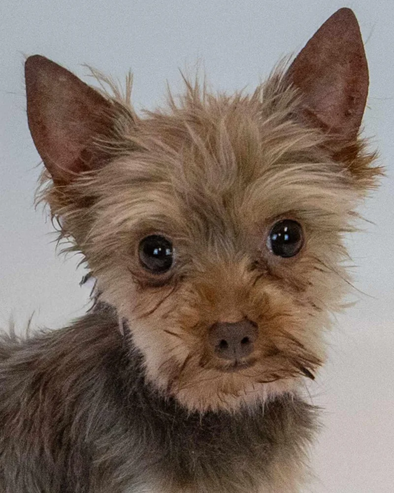 An adult small-sized female Yorkshire Terrier dog named Berniece for adoption in Kennesaw, GA