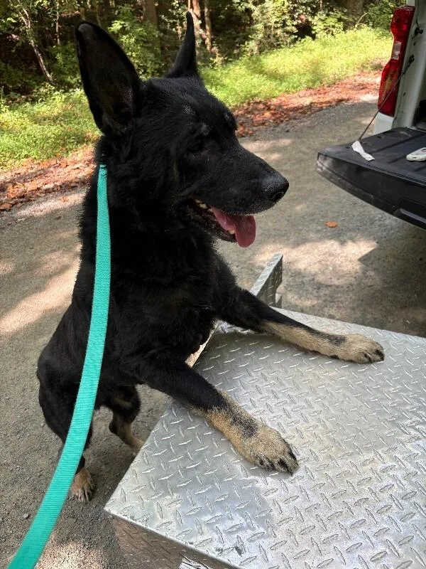 An adult large-sized male German Shepherd Dog dog named Griffon for adoption in Providence Forge, VA