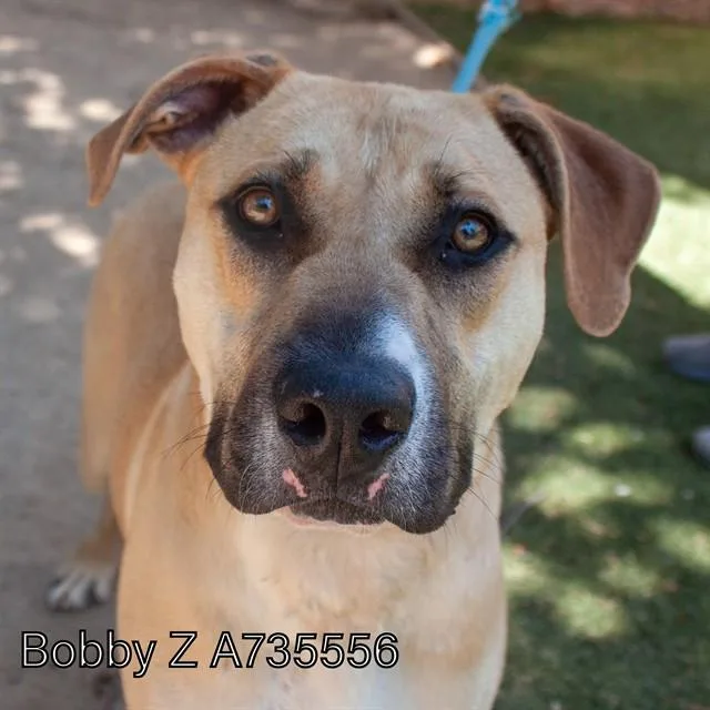 A young large-sized male Labrador Retriever dog named Bobby Z for adoption in Sacramento, CA