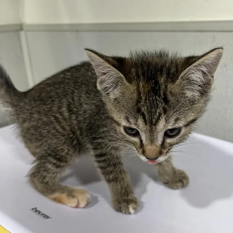 A baby small-sized female Brown / Chocolate Domestic Short Hair cat named Claire for adoption in Clearwater, FL