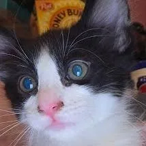 A young small-sized female Black Domestic Medium Hair cat named Bean for adoption in San Pablo, CA