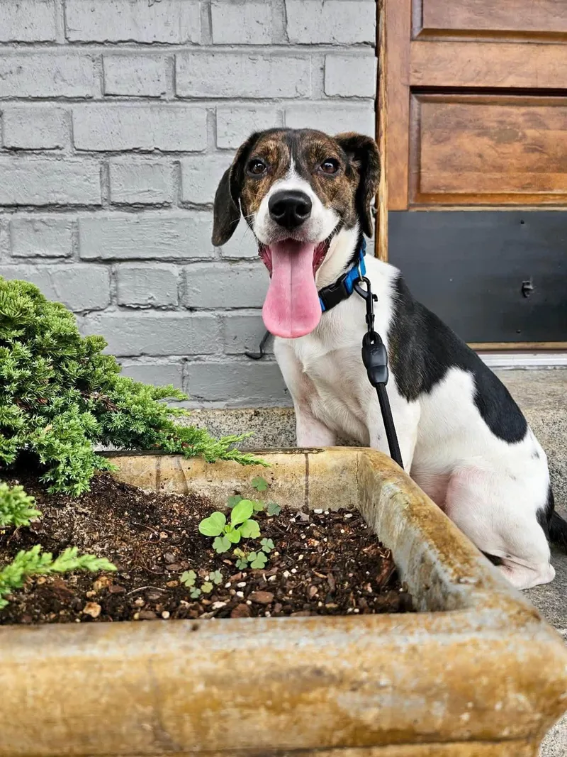 A young medium-sized male Hound dog named Johnny for adoption in Yorktown, VA