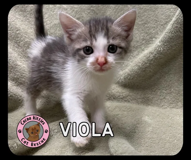 A baby small-sized female Domestic Short Hair cat named Viola for adoption in Hershey, PA