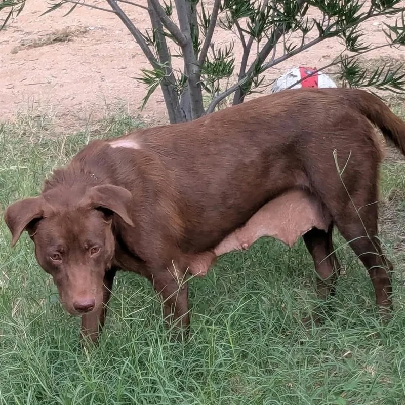 An adult medium-sized female Chocolate Labrador Retriever dog named Wonka for adoption in Marana, AZ