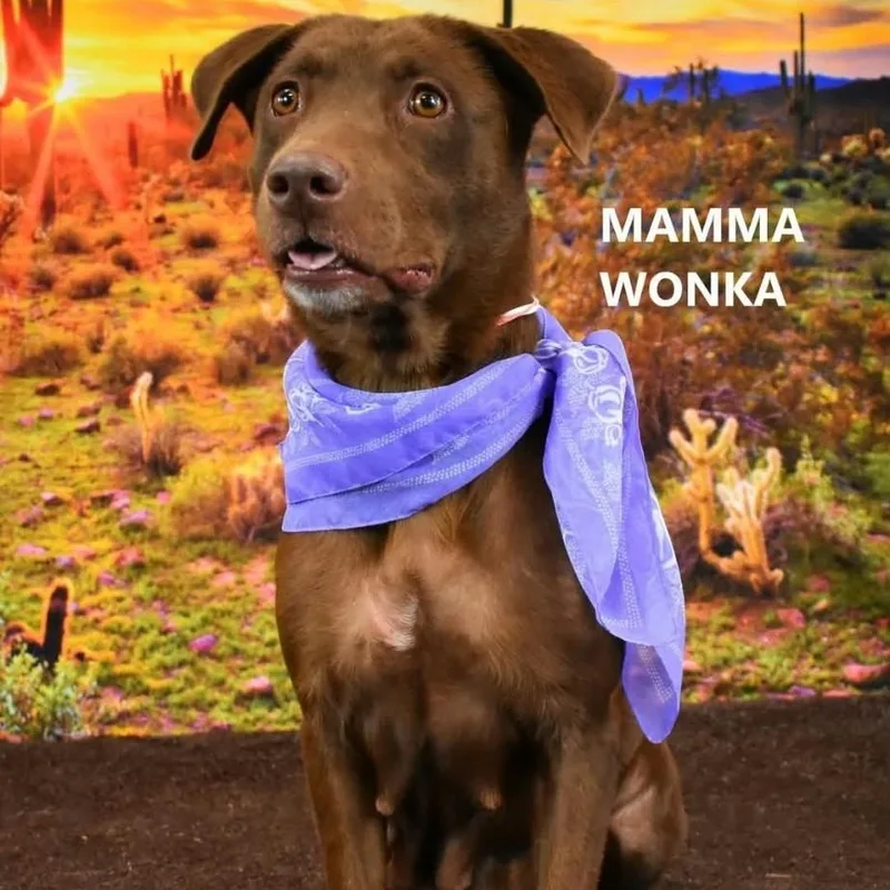 Wonka thumbnail 4