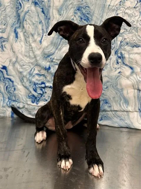 A baby small-sized female Pit Bull Terrier dog named Sugar for adoption in Castaic, CA