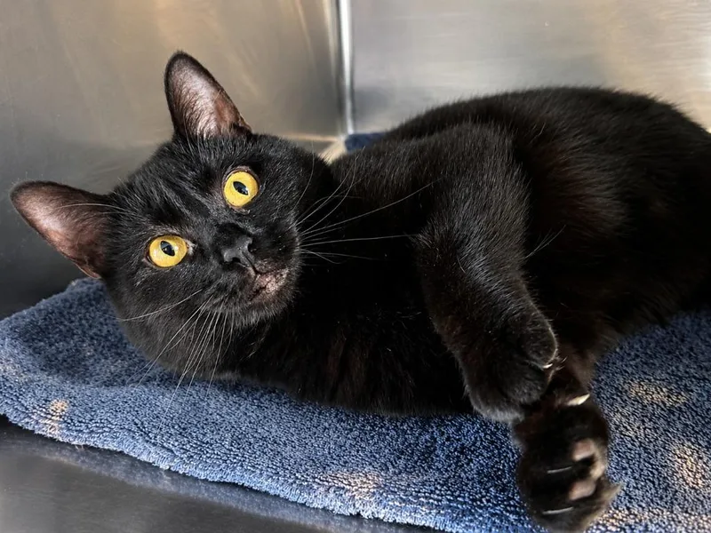 A young medium-sized female Domestic Short Hair cat named Waz for adoption in Sandusky, OH