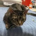 A senior medium-sized female Brown / Chocolate Domestic Short Hair cat named Jlo for adoption in Ramona, CA