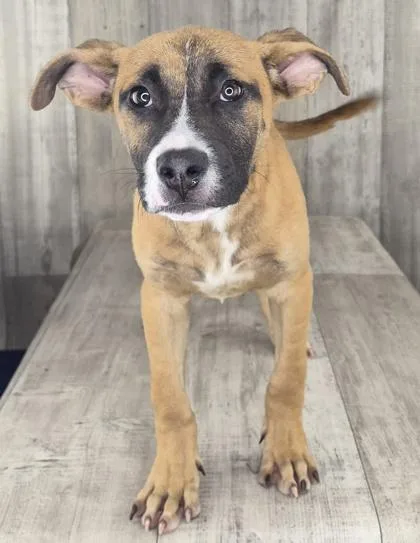 An adult small-sized male German Shepherd Dog dog named Duke for adoption in Shreveport, LA