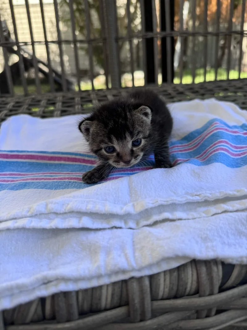 A baby small-sized male Tabby (Gray / Blue / Silver) American Shorthair cat named Jerry for adoption in North Bergen, NJ