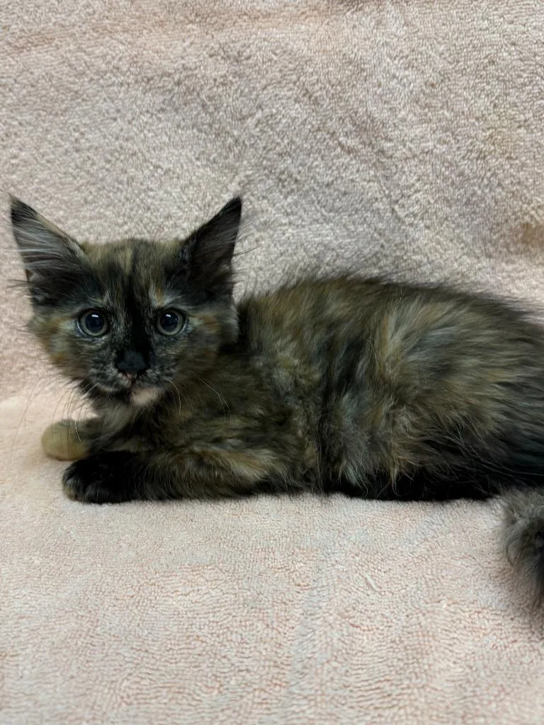 A baby medium-sized female Domestic Medium Hair cat named Harlow for adoption in Vacaville, CA