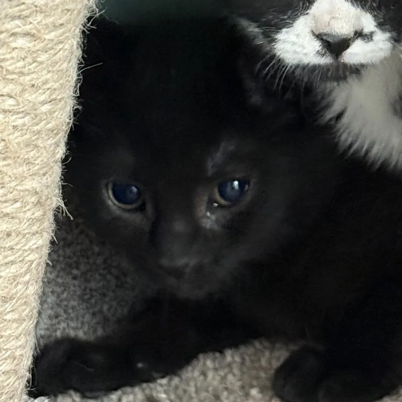 A baby small-sized male Black Domestic Short Hair cat named Almond Joy for adoption in South Elgin, IL