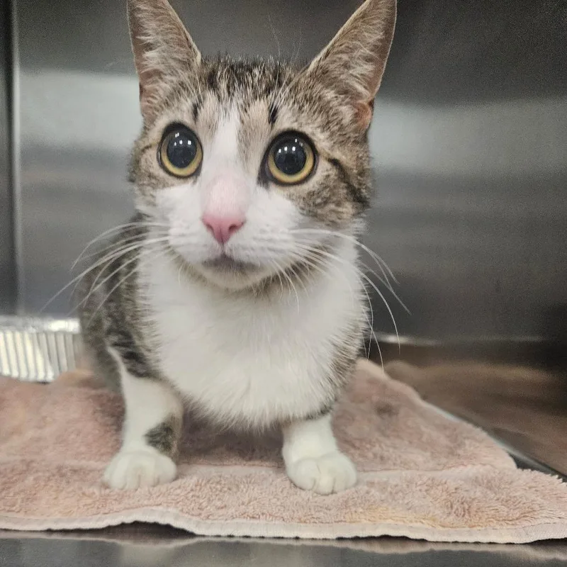 An adult medium-sized female Brown / Chocolate Domestic Short Hair cat named Kore for adoption in Greensboro, NC