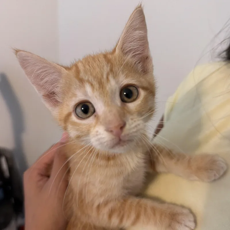 A baby medium-sized male Domestic Short Hair cat named Peanut for adoption in jacksonville, FL
