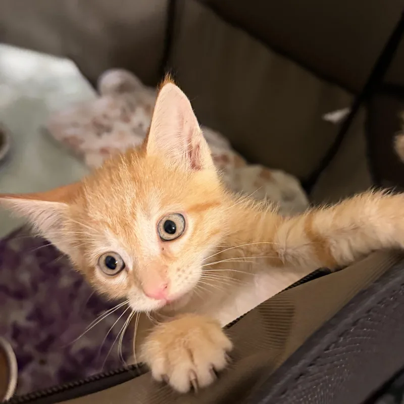 Peanut thumbnail 2