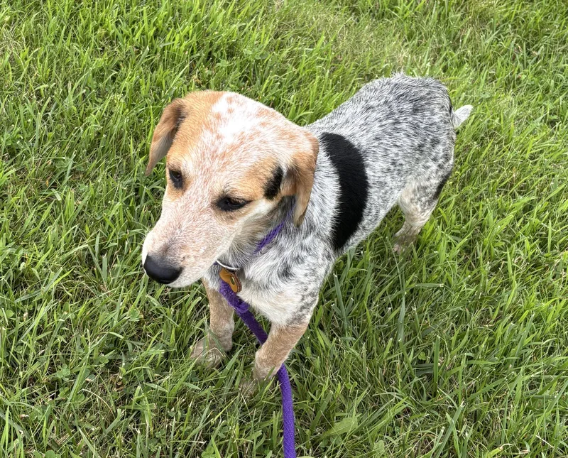 A young medium-sized male Beagle dog named Mick for adoption in Dixon, IL