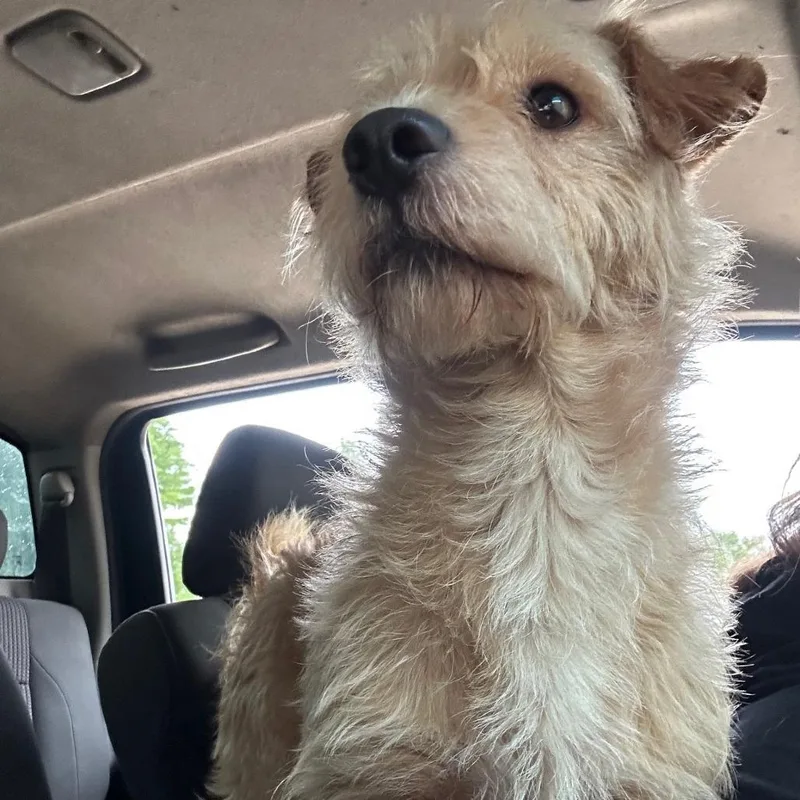 Benji