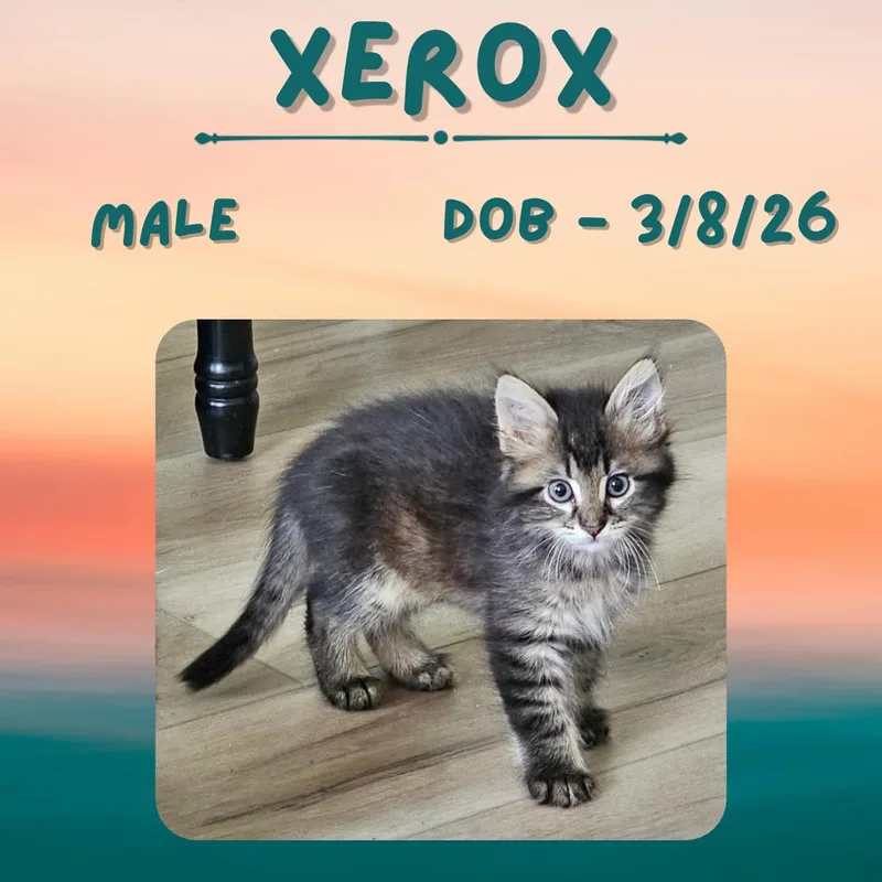 A baby medium-sized male Tabby (Buff / Tan / Fawn) Domestic Medium Hair cat named Xerox for adoption in Caldwell, TX