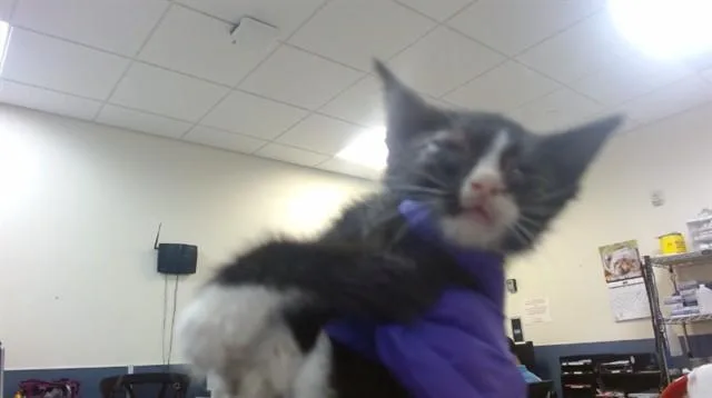 A baby small-sized female Domestic Short Hair cat named Daisy for adoption in Miami, FL