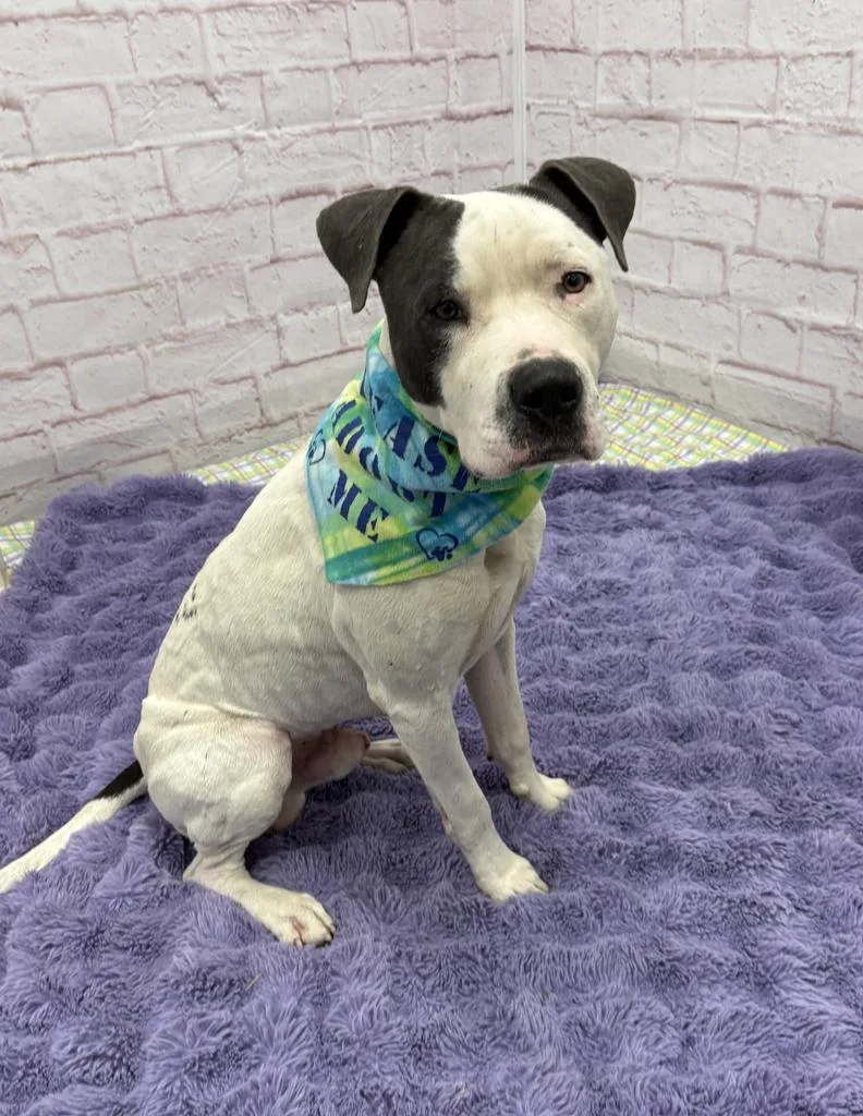 Bill Nye thumbnail 4