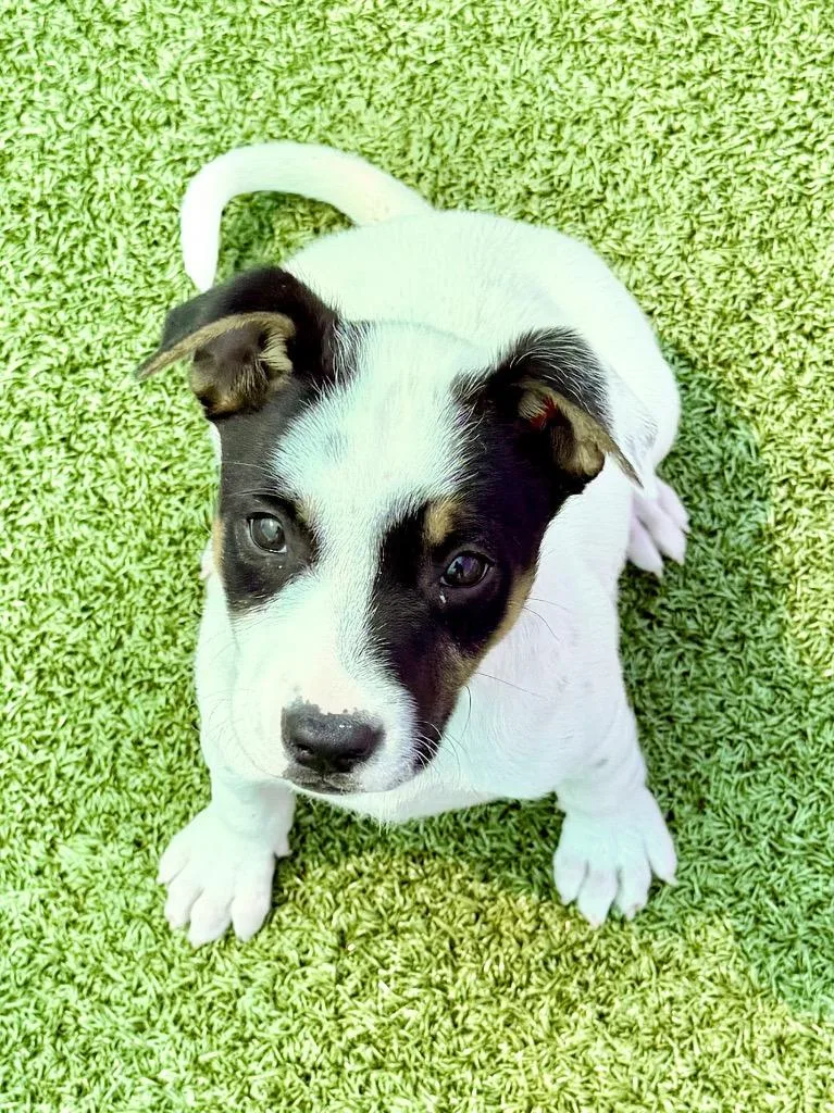 A baby large-sized male Jack Russell Terrier dog named Gabriel Iglesias for adoption in Cape Coral, FL