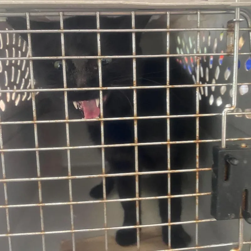 An adult medium-sized male Black Domestic Short Hair cat named Beau for adoption in Huntington, WV